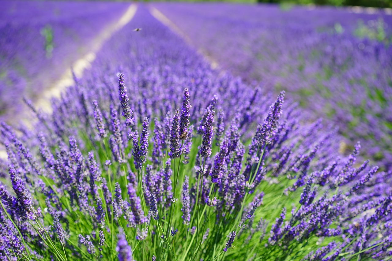 How to Grow Lavender from Cuttings